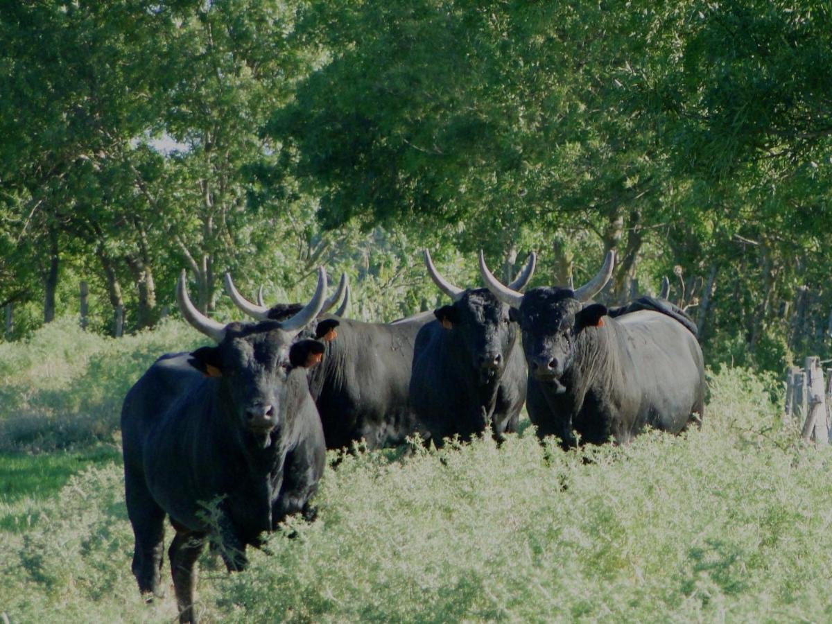 Le Clos De Camargue Gallician Oda fotoğraf